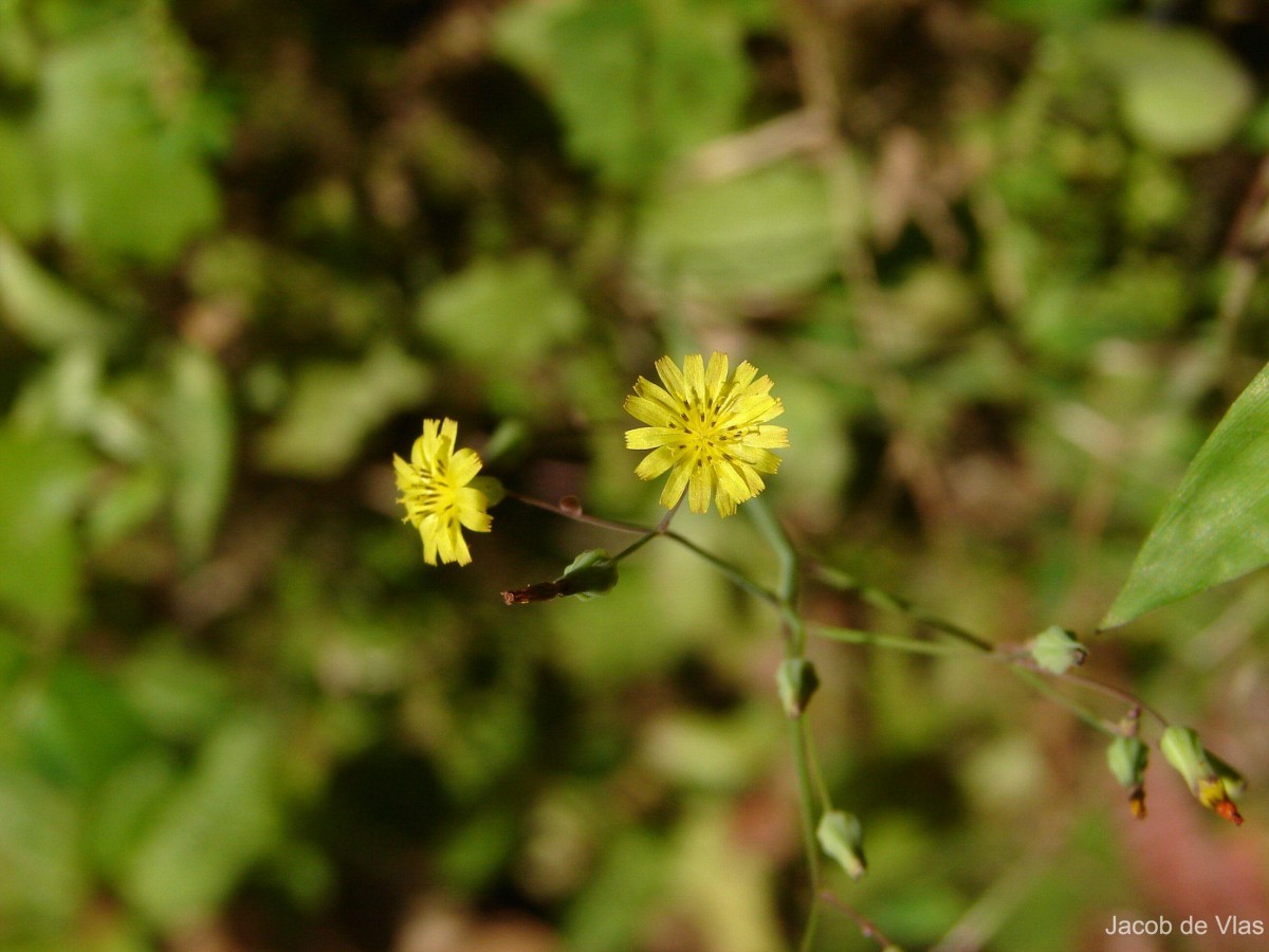 Youngia
